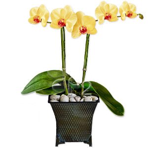 Орхидеи жёлтые