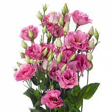 Букет из розовой эустома