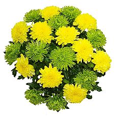 Букет из хризантем большой