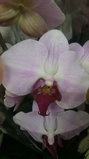 Орхидеи пурпурные