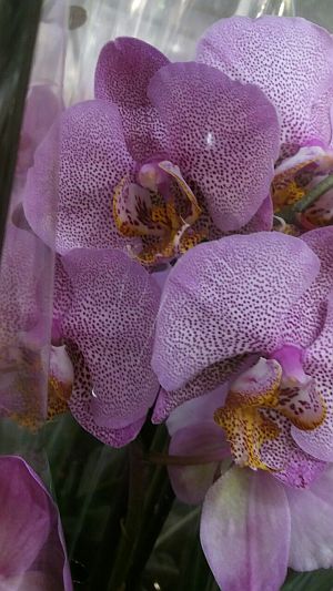 Орхидеи тигровые