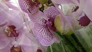 Орхидеи фиолетовые